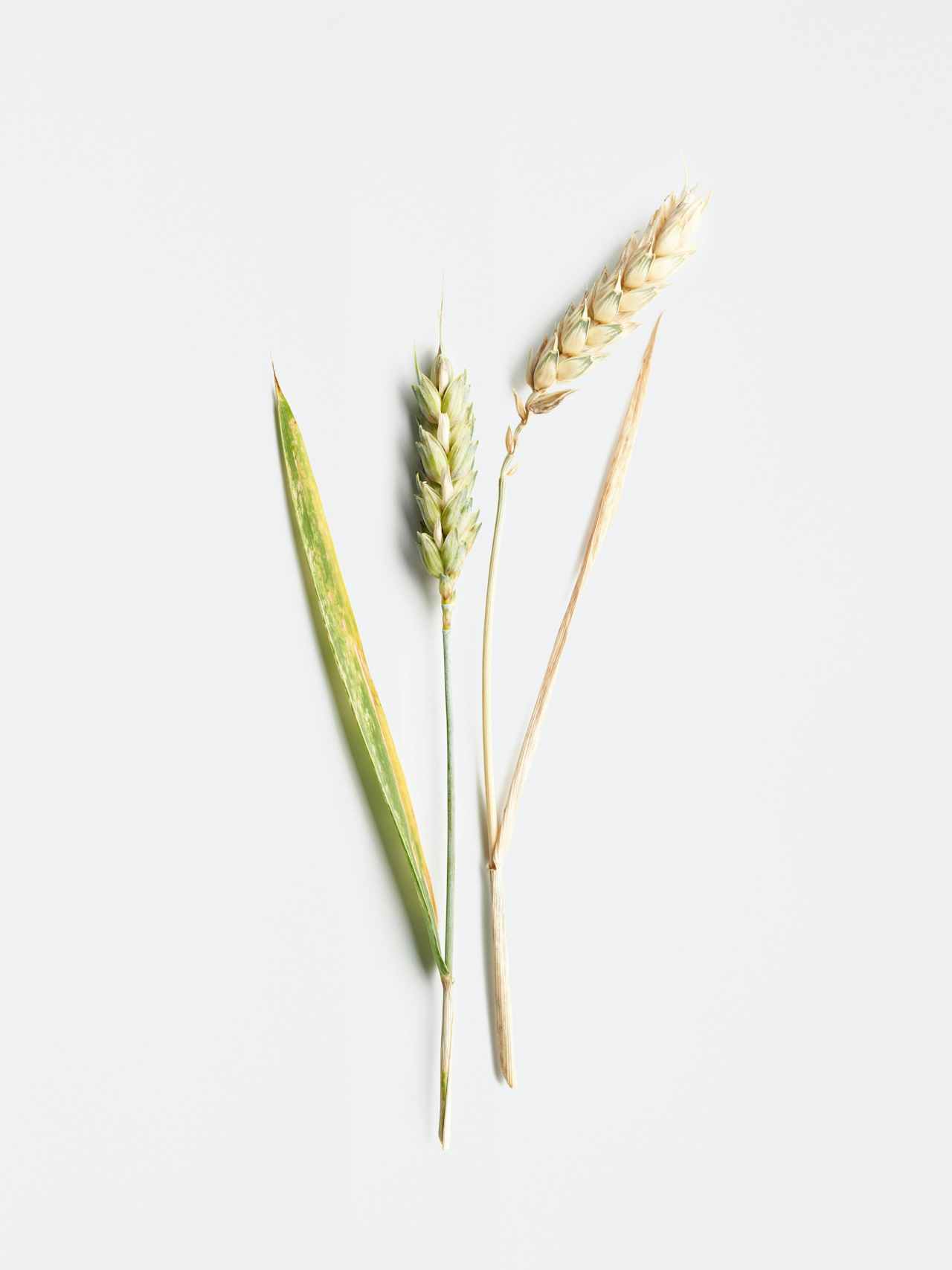 Ingredient-Wheat-243800-244090-Top-C1-4-sRGB-Shop-1222