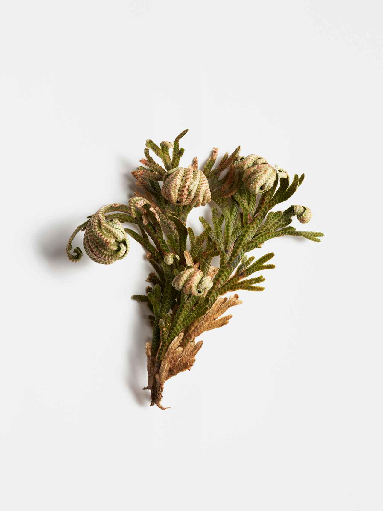 Ingredient-Rose-of-Jericho-242930-Top-01-C2-4-sRGB-1222