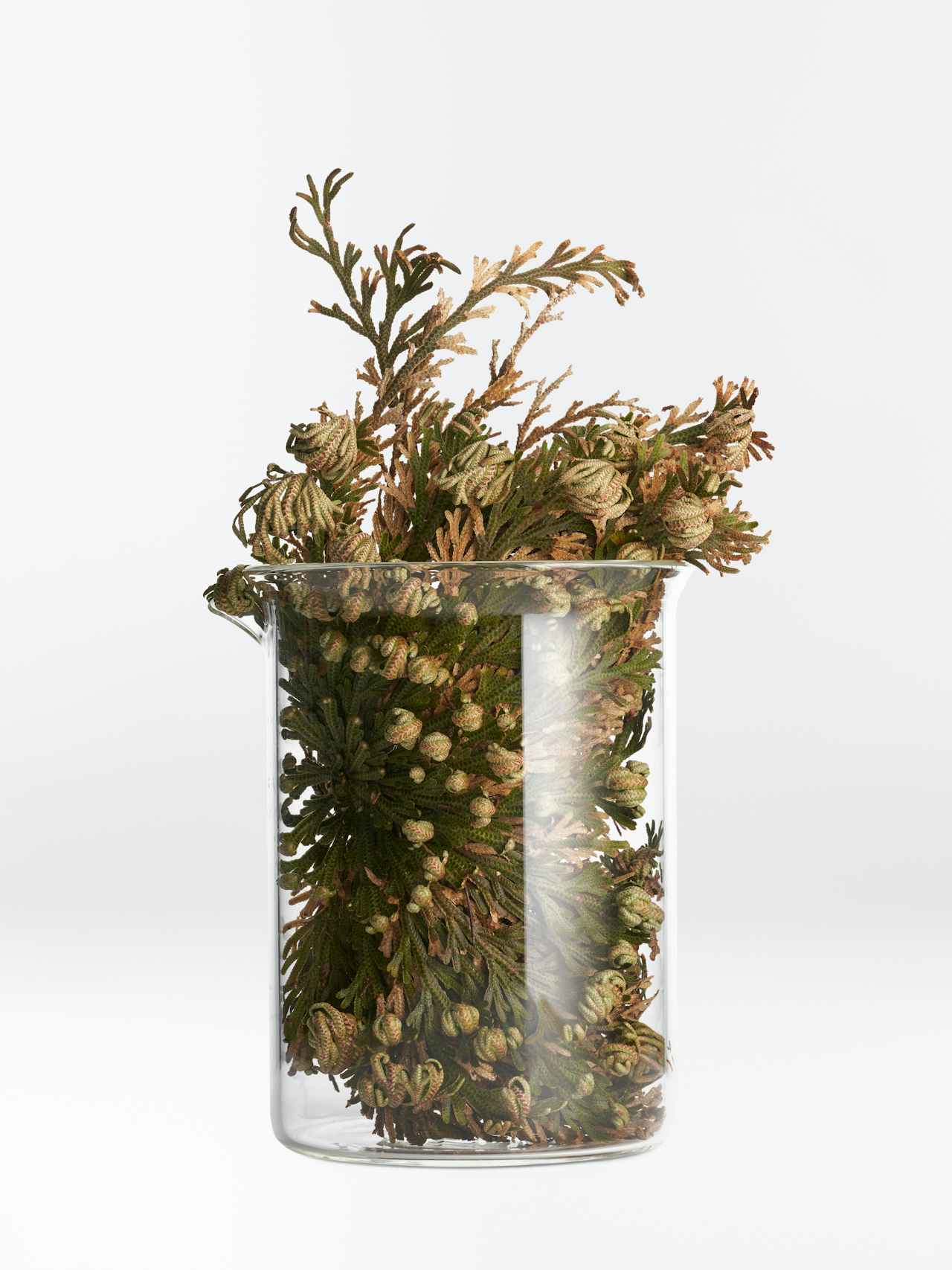 Ingredient-Rose-of-Jericho-242930-Front-02-C1-1-sRGB-1222